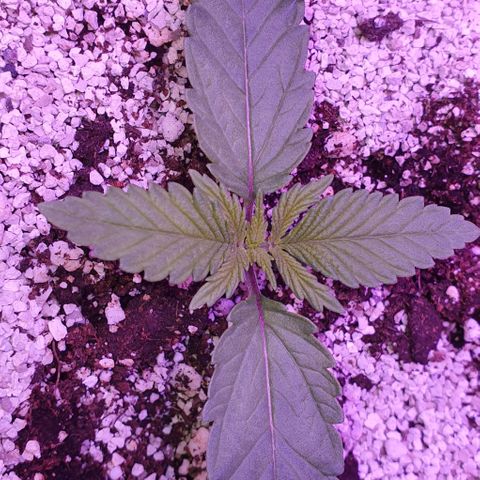 3RH #1 growlog photo: 10:25am Now we are getting some good secondary growth happening! She is looking very happy and healthy, has a nice little breeze from the input fan strengthening her stem.
Leaf span is now 135mm
Secondary growth span 35mm
Will water 1 hour before switching to dark for the day. 