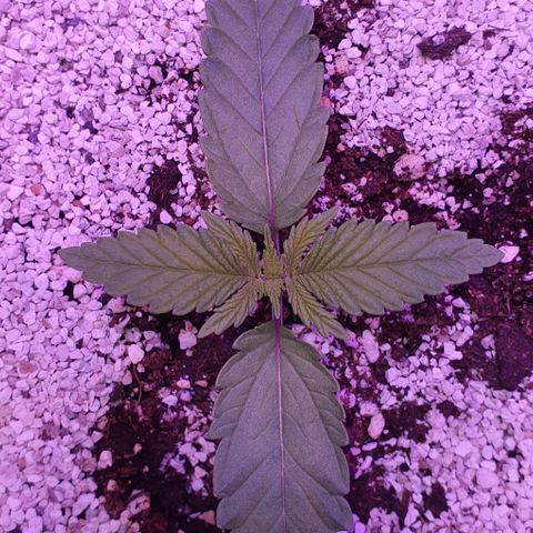 3RH #1 growlog photo: 10:25am Now we are getting some good secondary growth happening! She is looking very happy and healthy, has a nice little breeze from the input fan strengthening her stem.
Leaf span is now 135mm
Secondary growth span 35mm
Will water 1 hour before switching to dark for the day. 