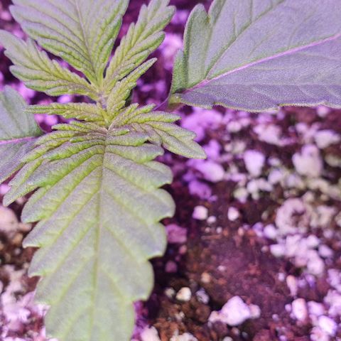 3RH #1 growlog photo: 10:25am Now we are getting some good secondary growth happening! She is looking very happy and healthy, has a nice little breeze from the input fan strengthening her stem.
Leaf span is now 135mm
Secondary growth span 35mm
Will water 1 hour before switching to dark for the day. 