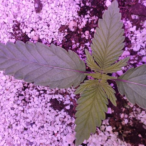 3RH #1 growlog photo: 10:25am Now we are getting some good secondary growth happening! She is looking very happy and healthy, has a nice little breeze from the input fan strengthening her stem.
Leaf span is now 135mm
Secondary growth span 35mm
Will water 1 hour before switching to dark for the day. 