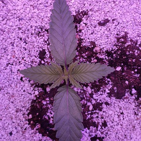 3RH #1 growlog photo: 10:25am Now we are getting some good secondary growth happening! She is looking very happy and healthy, has a nice little breeze from the input fan strengthening her stem.
Leaf span is now 135mm
Secondary growth span 35mm
Will water 1 hour before switching to dark for the day. 