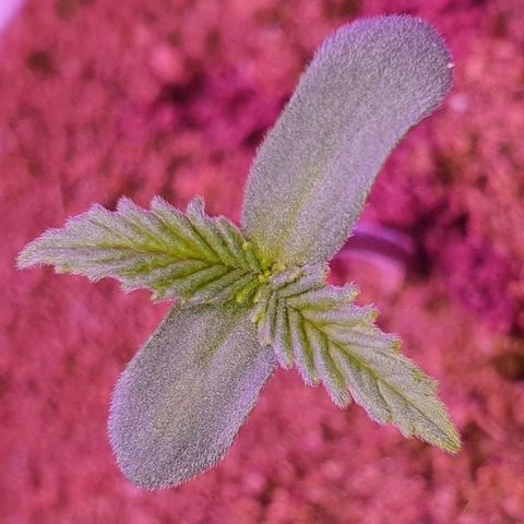 3RH #2 growlog timeline photo