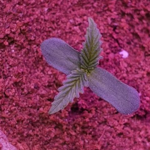 3RH #2 growlog timeline photo