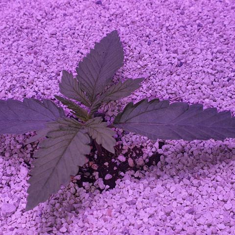 3RH #1 growlog timeline photo