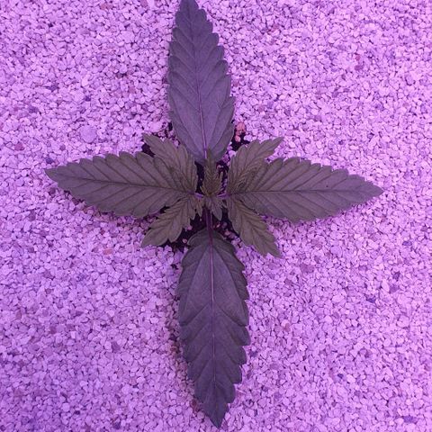 3RH #1 growlog timeline photo