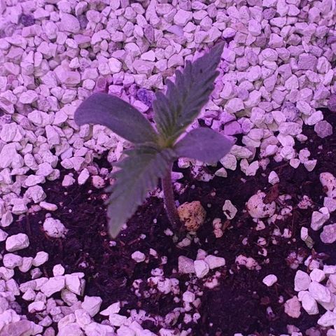 3RH #2 growlog timeline photo
