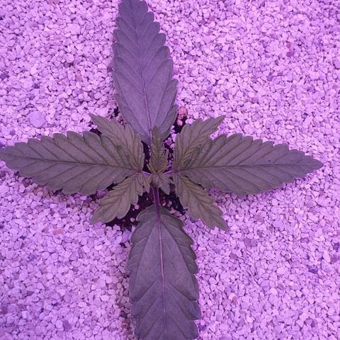 3RH #1 growlog timeline photo