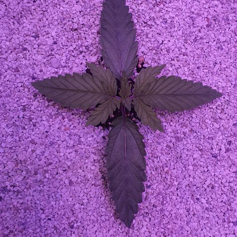 3RH #1 growlog timeline photo