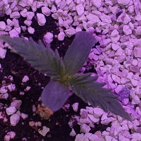 3RH #2 growlog timeline photo