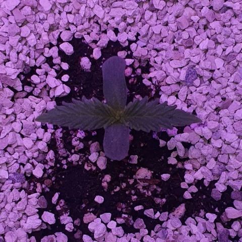 3RH #2 growlog timeline photo