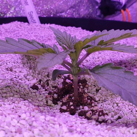 3RH #1 growlog timeline photo