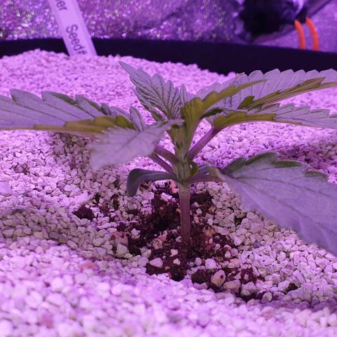 3RH #1 growlog timeline photo