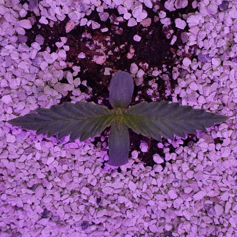 3RH #2 growlog timeline photo