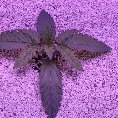 3RH #1 growlog timeline photo