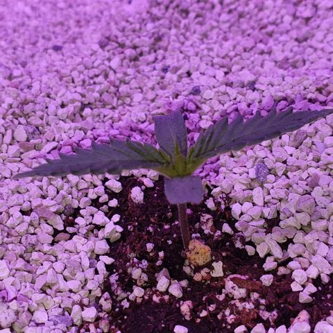 3RH #2 growlog timeline photo