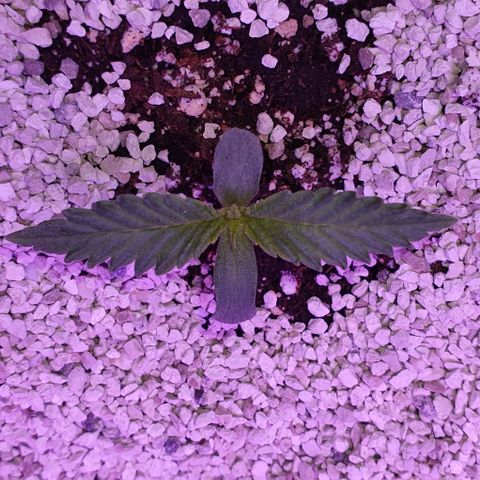 3RH #2 growlog timeline photo