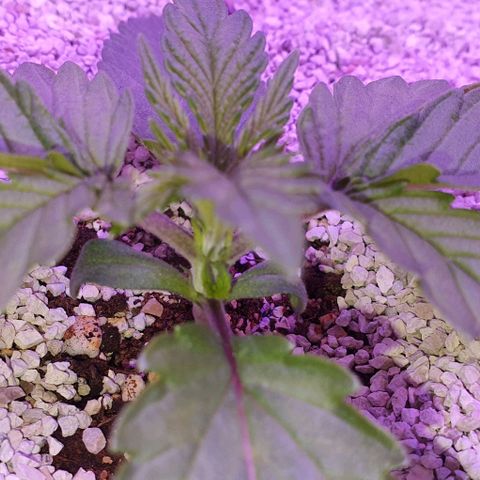 3RH #1 growlog timeline photo