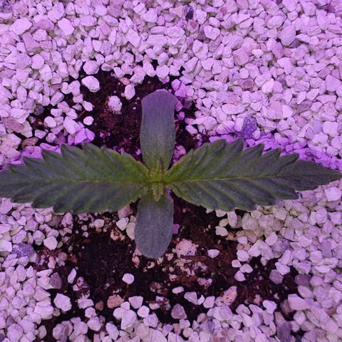 3RH #2 growlog timeline photo