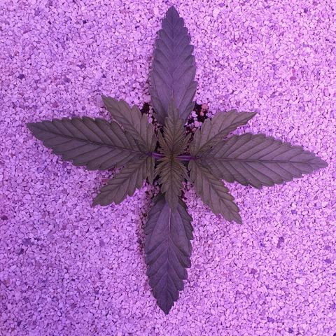 3RH #1 growlog timeline photo
