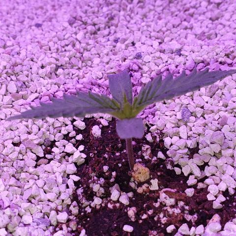 3RH #2 growlog timeline photo