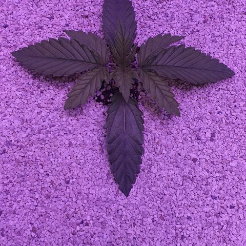 3RH #1 growlog timeline photo