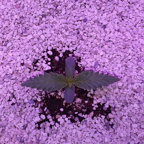 3RH #2 growlog timeline photo