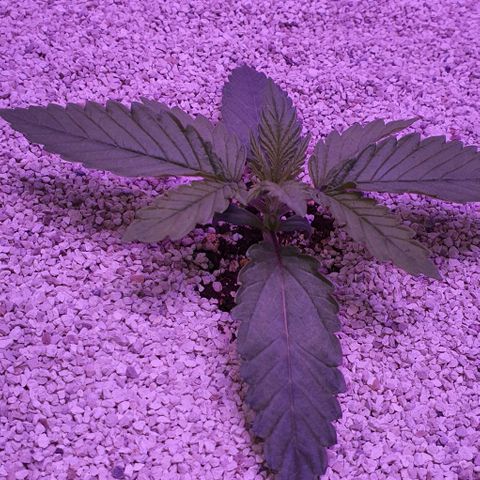 3RH #1 growlog timeline photo