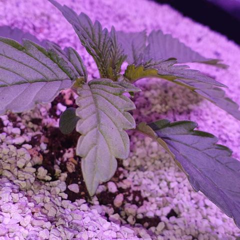 3RH #1 growlog timeline photo