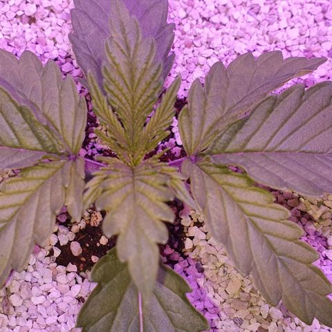 3RH #1 growlog timeline photo