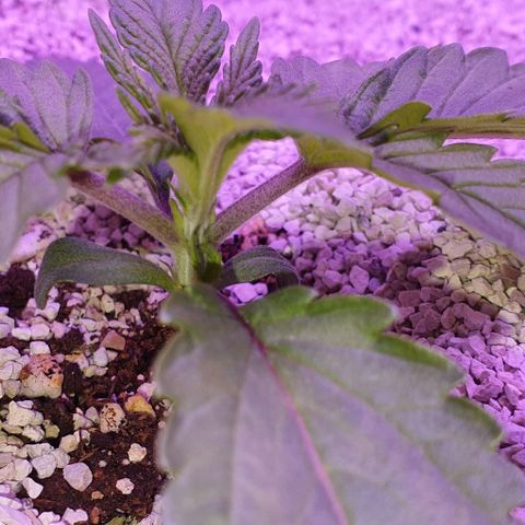 3RH #1 growlog timeline photo