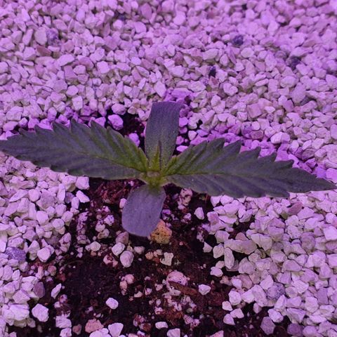 3RH #2 growlog timeline photo