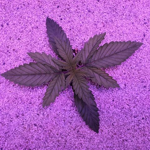 3RH #1 growlog timeline photo