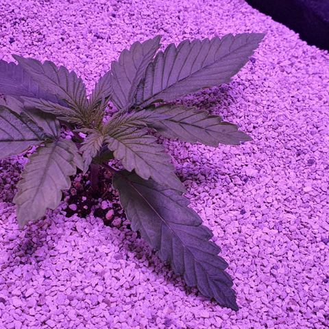 3RH #1 growlog timeline photo