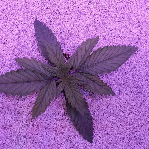 3RH #1 growlog timeline photo