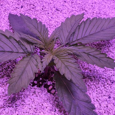 3RH #1 growlog timeline photo