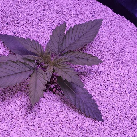 3RH #1 growlog timeline photo