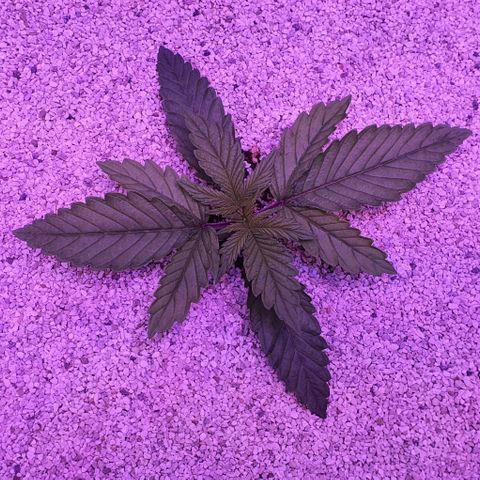 3RH #1 growlog timeline photo