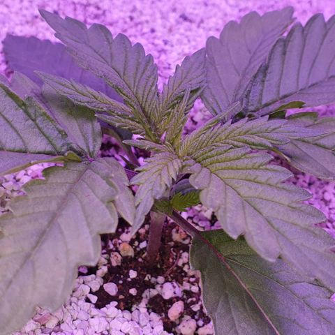 3RH #1 growlog timeline photo