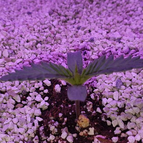 3RH #2 growlog timeline photo