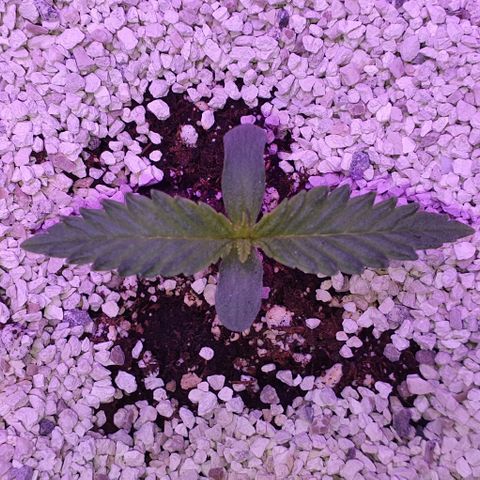 3RH #2 growlog timeline photo