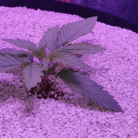3RH #1 growlog timeline photo
