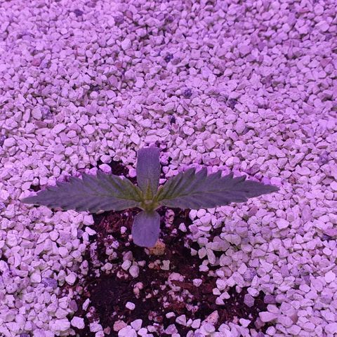 3RH #2 growlog timeline photo