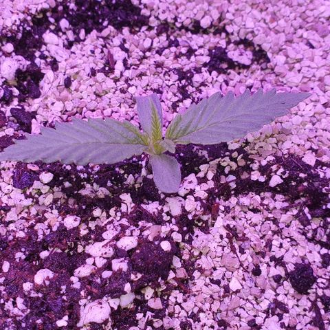 3RH #2 growlog timeline photo