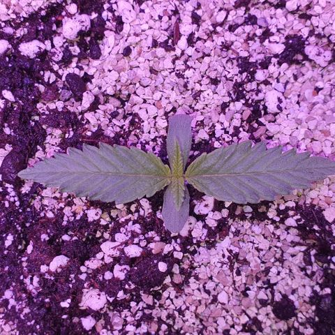 3RH #2 growlog timeline photo