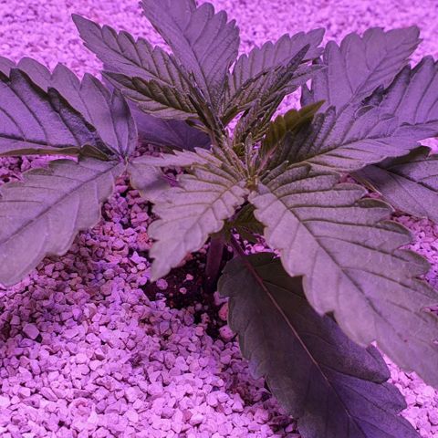 3RH #1 growlog timeline photo