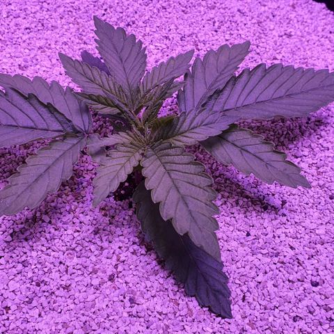 3RH #1 growlog timeline photo