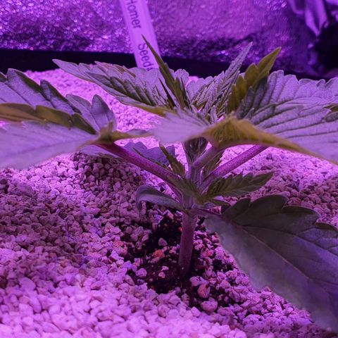 3RH #1 growlog timeline photo