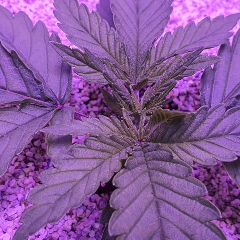 3RH #1 growlog timeline photo