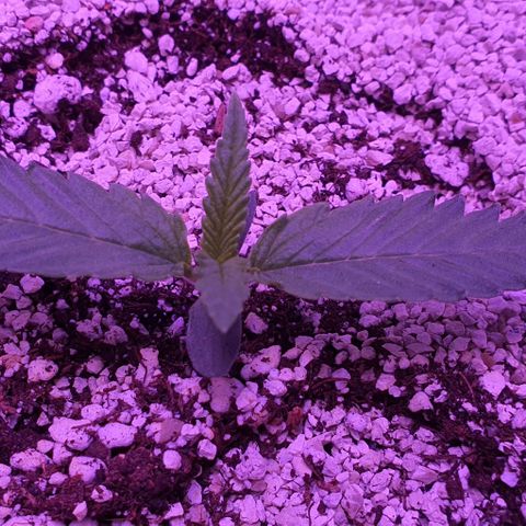 3RH #2 growlog timeline photo