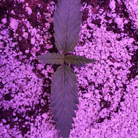 3RH #2 growlog timeline photo